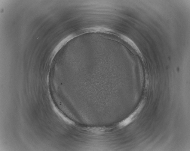 X0000083990946200703021936