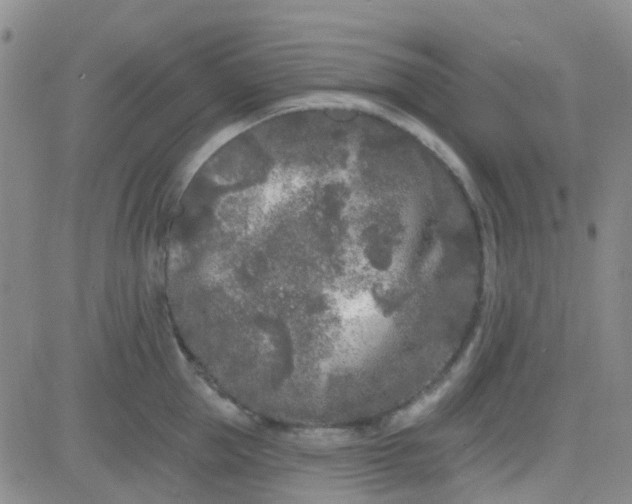 X0000083990953200703021936