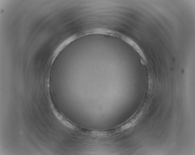 X0000083990954200703021936