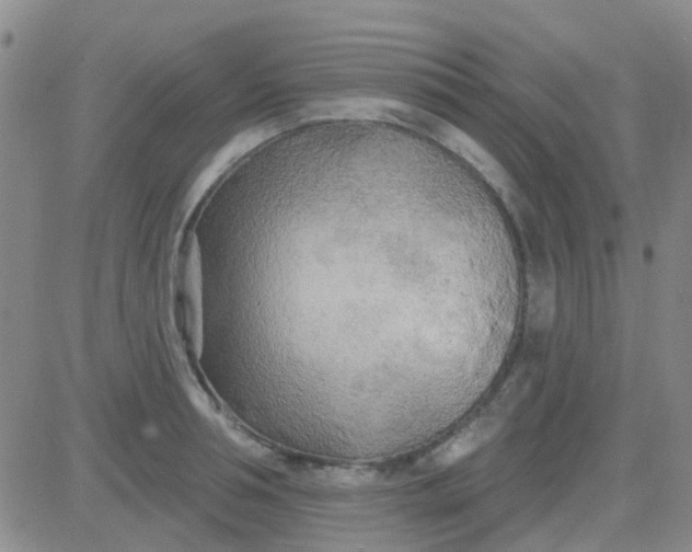 X0000083990994200703021935