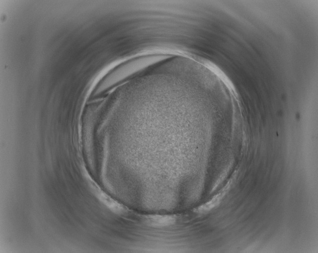 X0000083990996200703021935