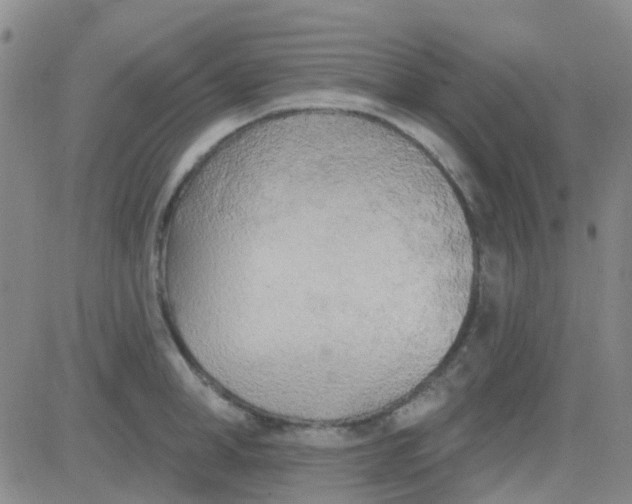 X0000083990998200703021935