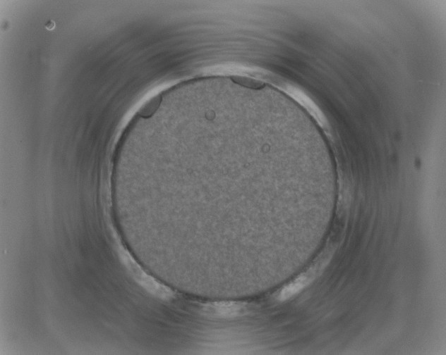 X0000083991000200703021935