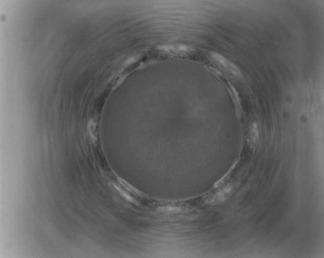 X0000083991010200703021934