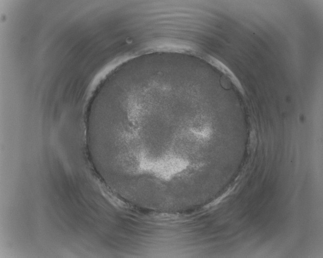 X0000083991027200703021934