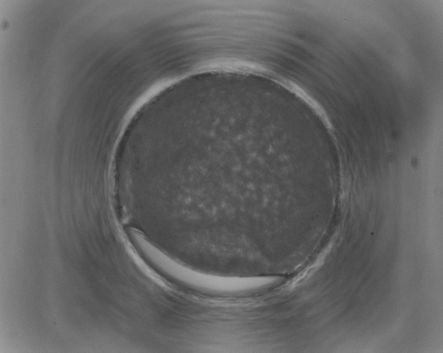 X0000083991037200703021934