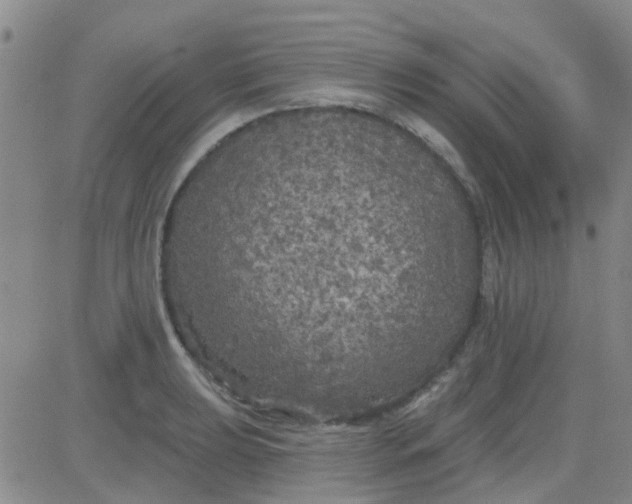 X0000083991039200703021934