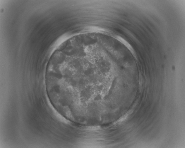 X0000083991055200703021934