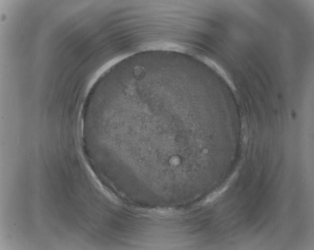 X0000083991125200703021932