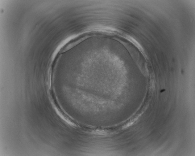 X0000083991128200703021932