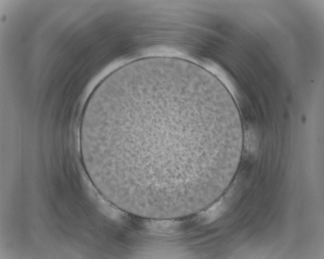 X0000083991150200703021933