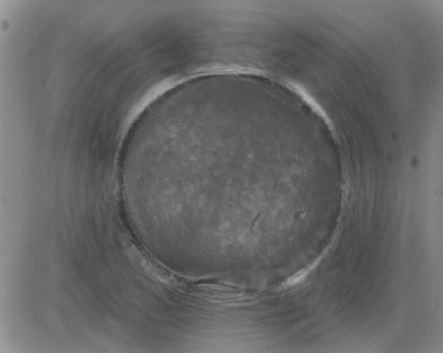 X0000083991173200703021931