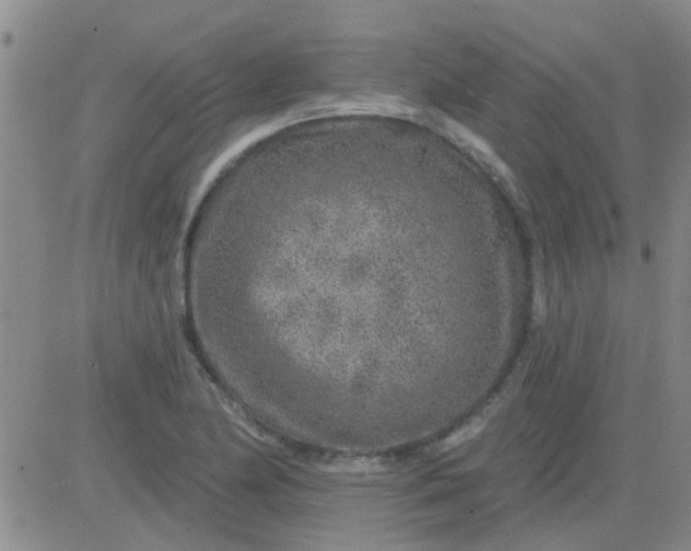 X0000083991174200703021931