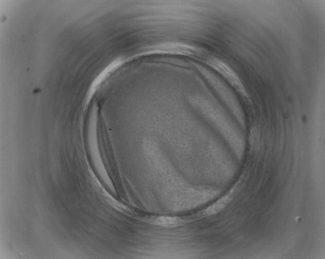 X0000083991180200703021931