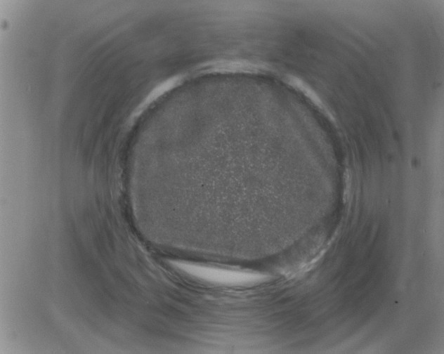 X0000083991213200703021930