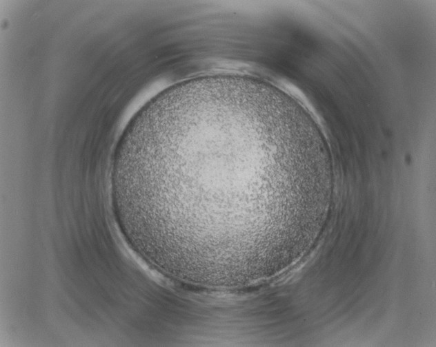 X0000083991235200703021931