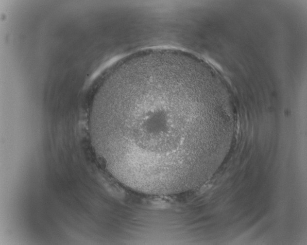 X0000083991255200703021930