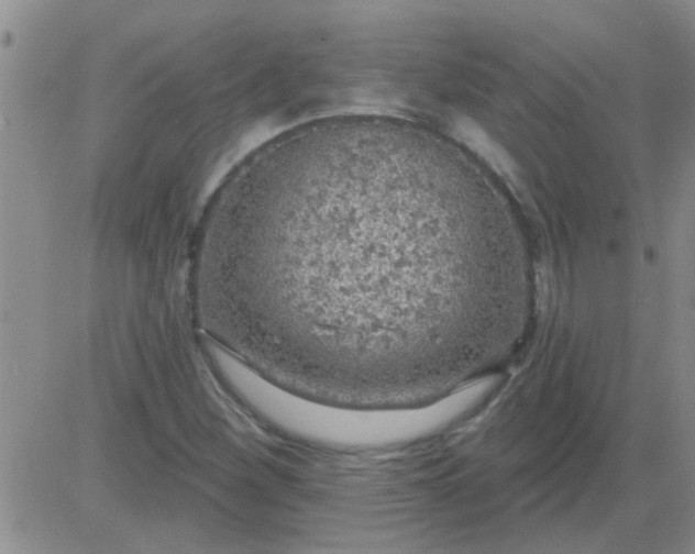 X0000083991260200703021930