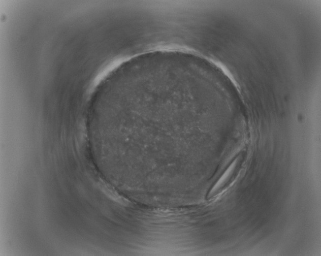 X0000083991263200703021930