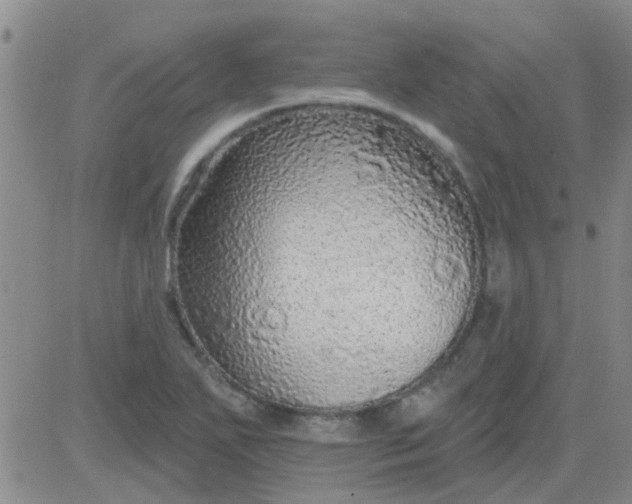 X0000083991271200703021930