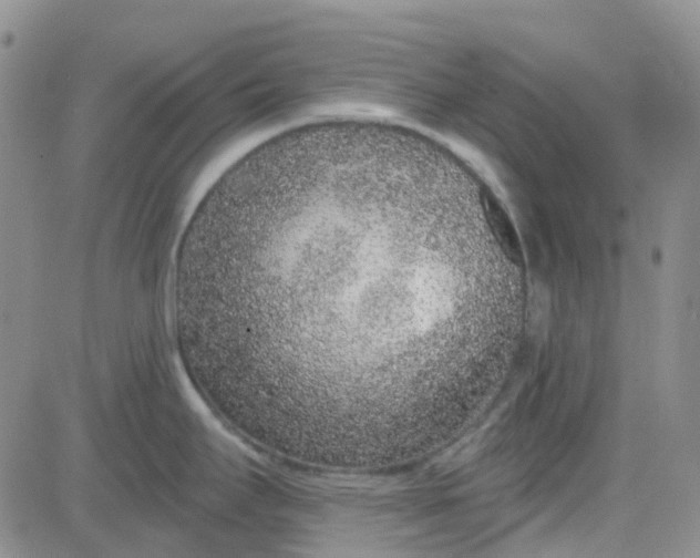 X0000083991295200703021929