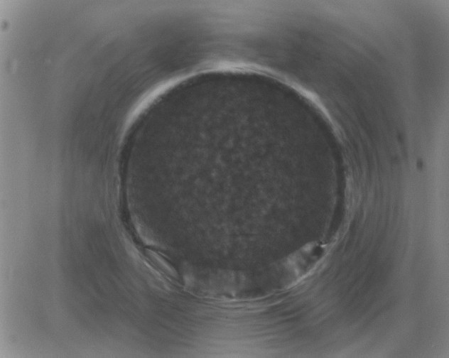 X0000083991319200703021929