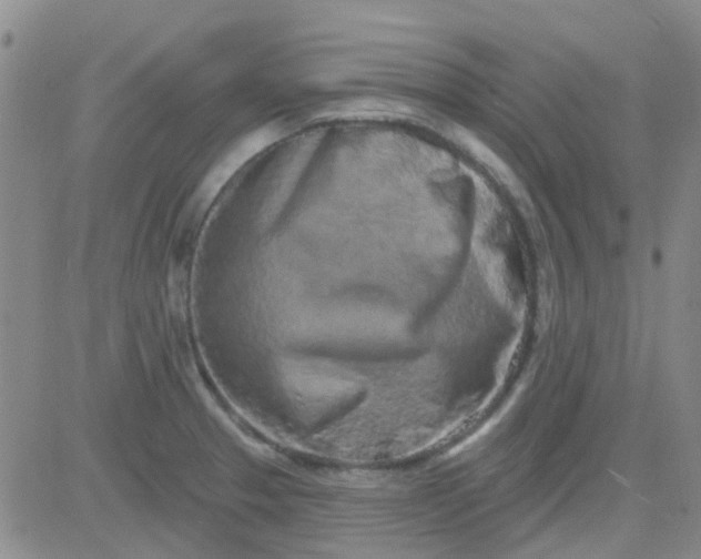 X0000083991329200703021929