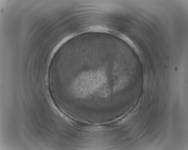 X0000083991331200703021929