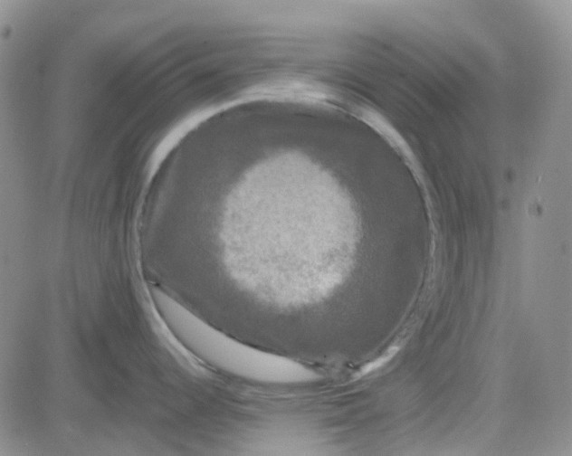 X0000083991344200703021929