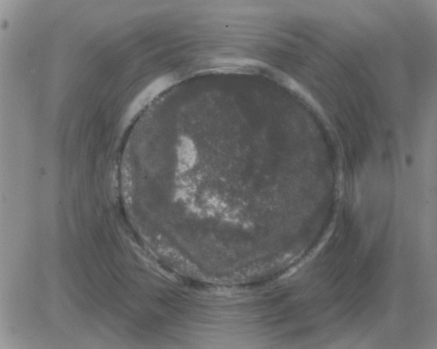 X0000083991362200703021928