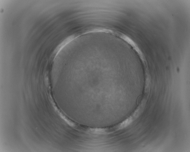 X0000083991377200703021928