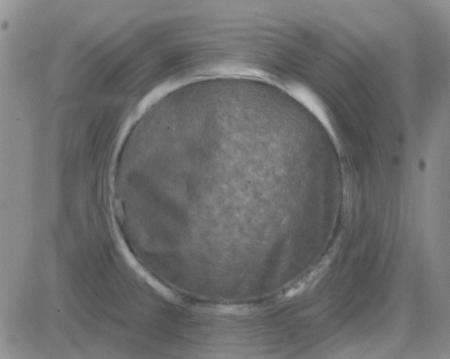 X0000083991381200703021928