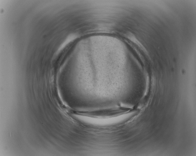 X0000083991450200703021926