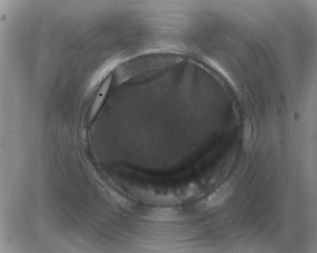 X0000083991455200703021926