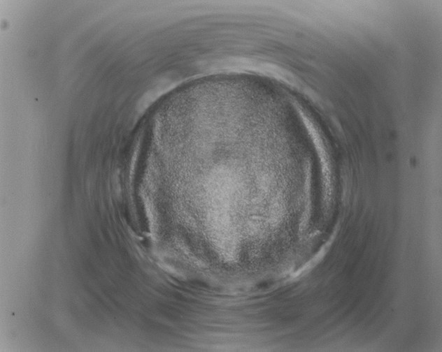 X0000083991497200703021925