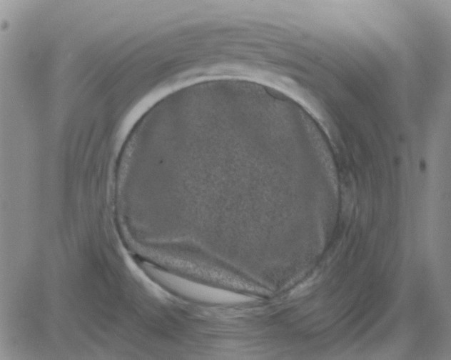 X0000083991527200703021926