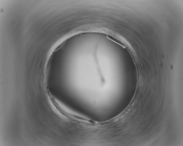 X0000083991528200703021926