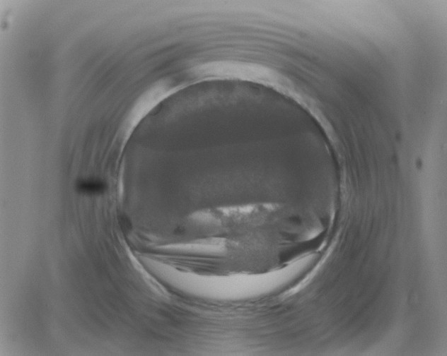 X0000083991529200703021926