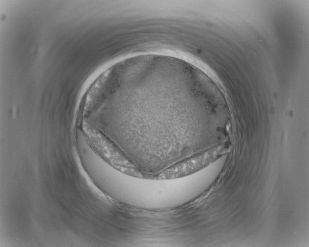 X0000083991536200703021926