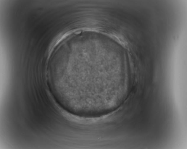 X0000083990002200703091855