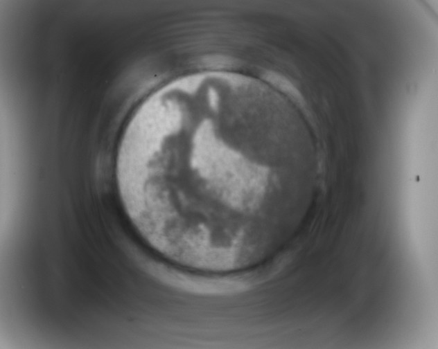 X0000083990012200703091855