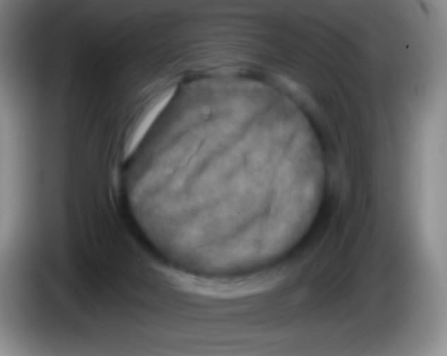 X0000083990026200703091854