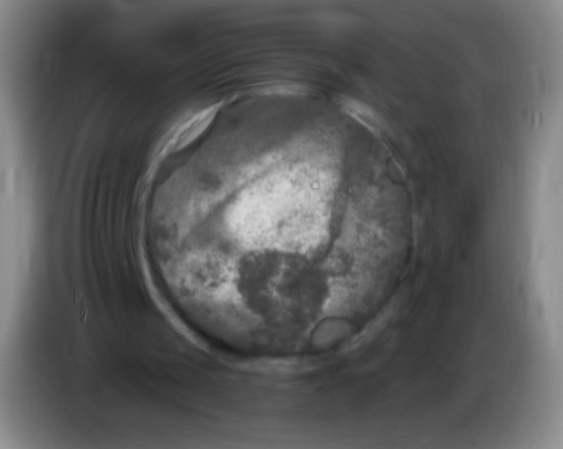 X0000083990049200703091853