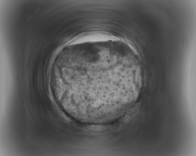 X0000083990145200703091852