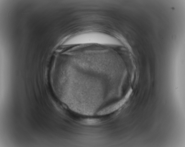 X0000083990154200703091852