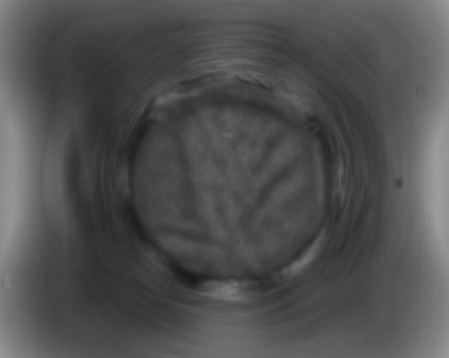 X0000083990182200703091853