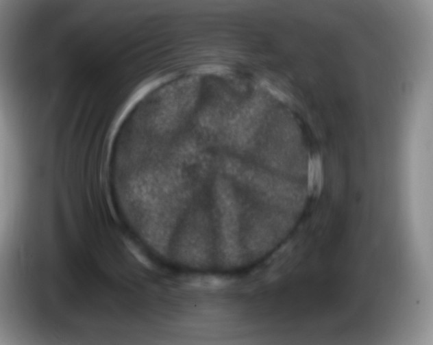 X0000083990195200703091852