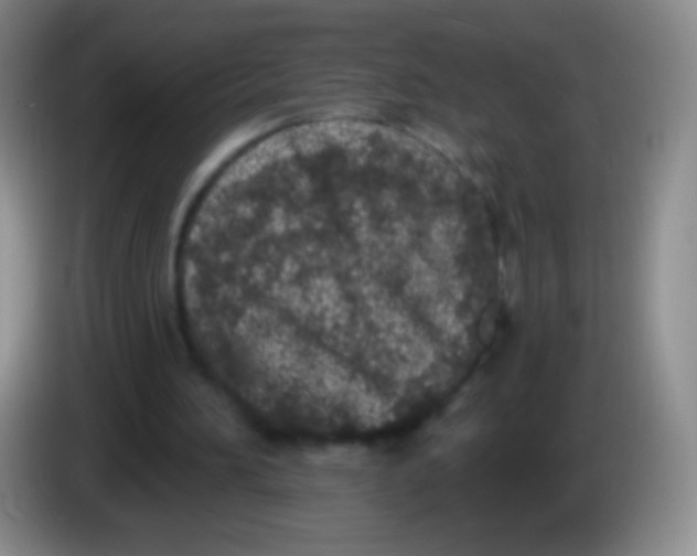 X0000083990196200703091852