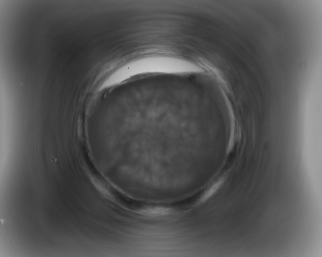 X0000083990205200703091852