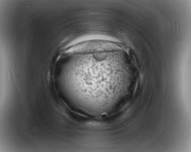 X0000083990211200703091852